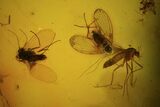 Fossil Moth Flies & Flies In Baltic Amber #48222-1